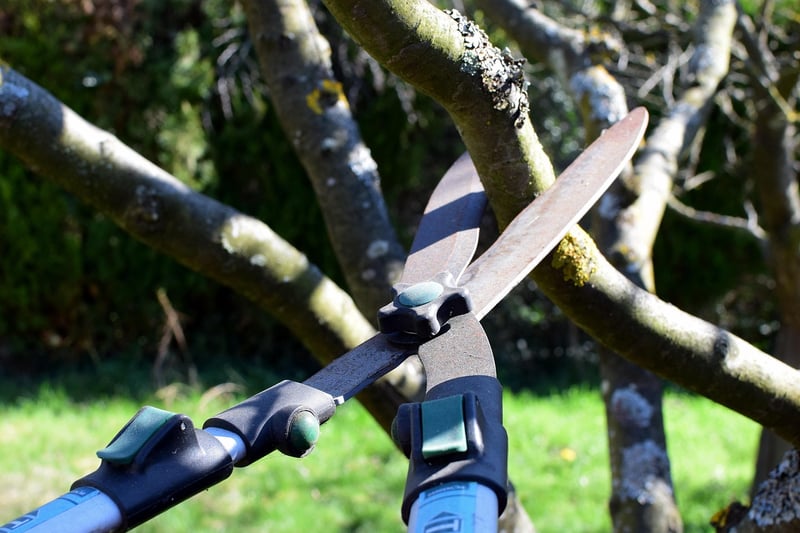 Pruning advice