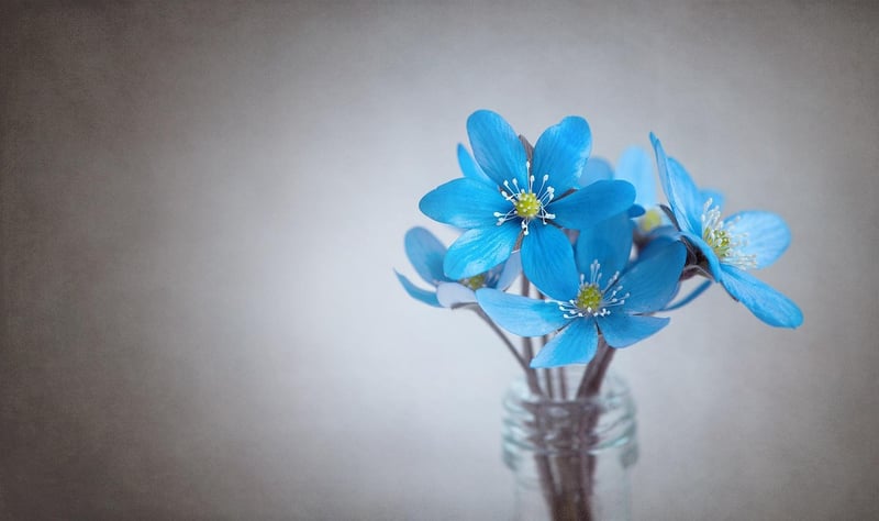 Flower Garden