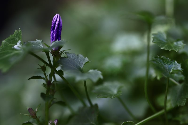 Garden Image