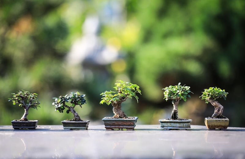 Indoor Green Wall